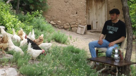 Kırım Kongo'ya karşı Kenesavar tavuklar! Bir saatte 60 tane yiyorlar - Yaşam