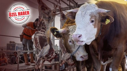 Kurbanda bir hisse de kesim masrafına gidiyor! Kurbanlık fiyatları normal, hizmet fiyatları yüksek  - Ekonomi