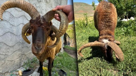 4 boynuzlu kurbanlık! Gören telefona sarıldı, işte fiyatı - Ekonomi