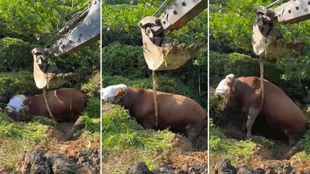 Kaçan boğa böyle kurtarıldı! Kilometrelerce koşan kurbanlık çukura düştü - yasam