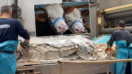 Bayram öncesi "En büyük hata" uyarısı! Kurban derisinin ekonomiye katkısı toplam 400 milyon doları bulabilir - Gündem