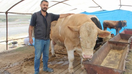 Pazarın ilgi odağı! 1 tonluk kurbanlık için bakın ne kadar isteniyor - Ekonomi