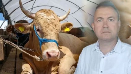 Sattığı kurbanlık ölüm getirdi! İş adamı dananın fotoğrafını çekerken canından oldu - Yaşam