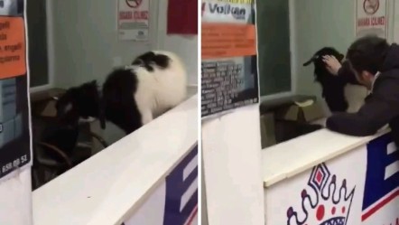 Kurban Bayramı'nda ilginç olay! Otogara giren inatçı keçi paraları alıp gitti - Gündem