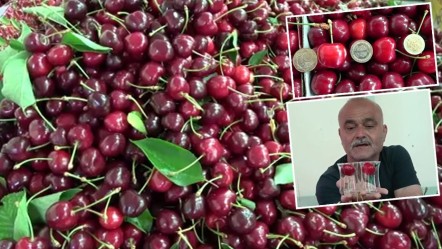 'Lapseki devi' kirazda hasat zamanı! Kilosu 700 TL'yi buluyor: Son bir haftaya girdik   - Yaşam