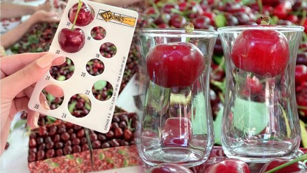 'Lapseki devi' kirazda hasat zamanı! Kilosu 700 TL'yi buluyor: Son bir haftaya girdik   - ekonomi