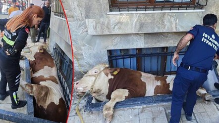 Sahibinden kaçan kurbanlık pencereye sıkıştı! Bahçelievler'de boğa kurtarma operasyonu kamerada - 3-sayfa