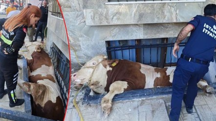 Sahibinden kaçan kurbanlık pencereye sıkıştı! Bahçelievler'de boğa kurtarma operasyonu kamerada - Gündem