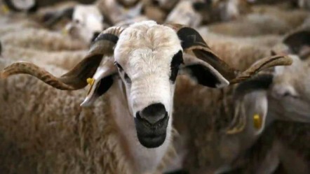 Skandal karar, kurban kesimi yasaklandı! Gerekçe hayvanlardaki kıtlık oldu - Dünya