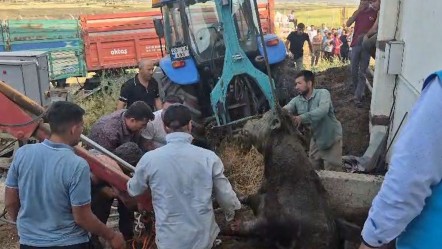 Bağını koparan kurbanlık foseptik çukuruna düştü! Elazığ'da boğa kurtarma operasyonu - Gündem