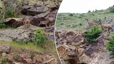 Bayburt'da ilginç görüntüler! Nesli tükenmekte olan dağ keçileriyle karşılaştı: Buralarda fazla dolanmayın - Yaşam