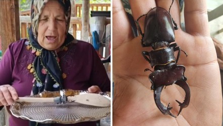 Bu böceği gören dokunmasın! Parmak kadar... Öldürene 557 bin lira ceza - Yaşam