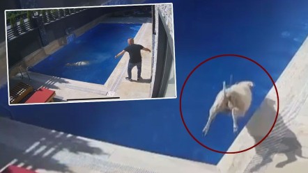 Kurbanlık koç havuza atladı! Sahibi şaştı kaldı - Yaşam