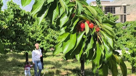 Self servis hasat! Doğayla iç içe lezzetli bir deneyim - Yaşam