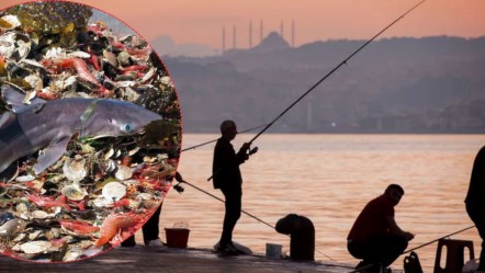 Balık tutarken bu yöntemleri kullananlar dikkat! Dünyaca ünlü isim uyardı: Tarif edilemeyecek kadar korkunç - Haberler