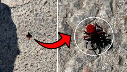 Bursa'da görüldü! Sandığınız kadar masum değil - Yaşam