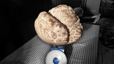 Önce taş zannettiler, yaklaşınca inanamadılar! Ağırlığı 8 kilogram, görüntüsü şaşırtıcı - Yaşam