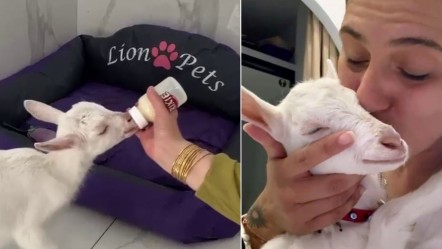 Pet otelinin sıra dışı misafiri "Şaşkın" sosyal medyayı etkisi altına aldı! Biberonla beslenip kucakta uyuyor - Yaşam
