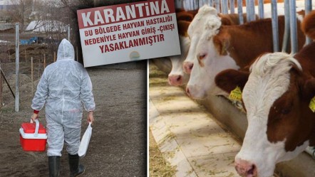 Şap hastalığı nedeniyle kurbanda satamadılar! Besicilerin imdadına bakanlık yetişti - Ekonomi