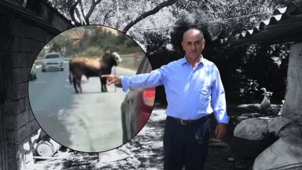 Ummadık taş baş yardı! 'En uysal' hayvanım dediği kurbanlığın yaşatmadığı kalmadı: 'Hayvanlara güvenmeyin' - Yaşam
