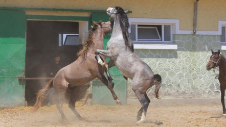 Yenilerinin üretimi için kullanılıyor! Baba Mevlüt'ün spermleri 250 bin liradan yok satıyor - Yaşam