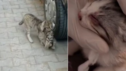 Çorum'da viral olan anne kedi sevgisi: Yavrusunu alıp veterinere böyle götürdü - Yaşam