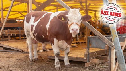 Vatandaş da üretici de bayram etti! Kurban çadırlarının çoğu boşaldı - Ekonomi