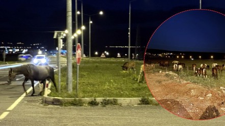 Yolun ortasında gören şaşırdı, asıl yeri geniş ovalar! Gören bir daha baktı - Yaşam