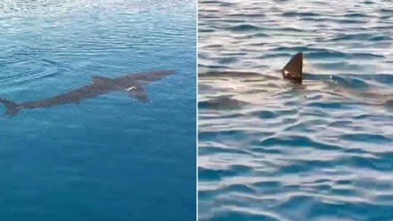 Dünyaca ünlü Gökova Körfezi'nde korkutan sürpriz! Böylesi ilk defa görüldü - Yaşam
