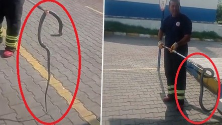 Fabrikada panik anları! Havalar ısındı, yılanlar ortaya çıktı - Yaşam