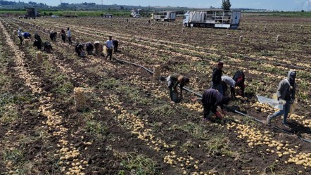Fiyatı 7 liraya kadar geriledi! Alan yok... Ürünler tarlada kaldı - Ekonomi