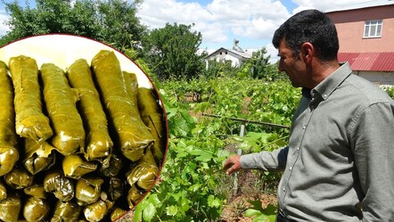 Yaprak sarma pahalıya mal olacak! Zirai don üzümü vurdu, üretici yaprağa bel bağladı - ekonomi