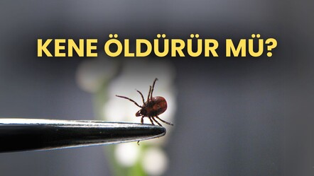 Kene ısırması belirtileri neler, kene öldürür mü, nasıl çıkarılır? Kırım Kongo Kanamalı Ateşi (KKKA) - haberler