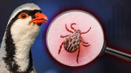 Kene ölümleri neden arttı? Vatandaş isyan etti, uzmanlar hak verdi: Keklik avı yasaklansın! - gundem