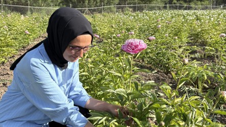 Şakayık hasadı başladı, üreticinin yüzü gülüyor: Ticari açıdan güzel rakama satılıyor - Yaşam