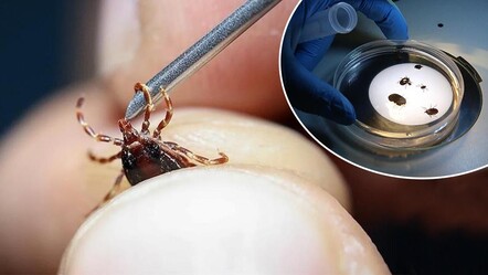 Tokat'ta tespit edilen yeni kene türü 'Haemaphysalis longicornis' ölümcül mü? Sağlık Bakanlığı açıkladı - gundem