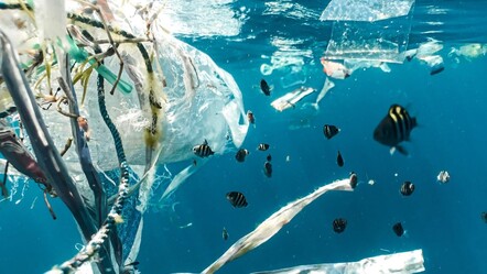 Araç lastiği, alışveriş sepeti, paspas, cam şişeler... Bu denizde yok yok! - 3-sayfa