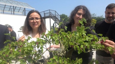En küçük ağaç hasat edildi! Bonsai müzesinin meyveleri törenle toplandı - Yaşam
