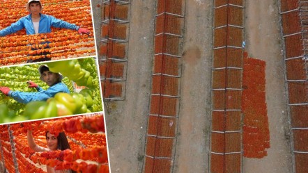 Gaziantep'te sezon başladı! Fiyat 150 liradan başlıyor, 9 ülkeye satılıyor - Ekonomi
