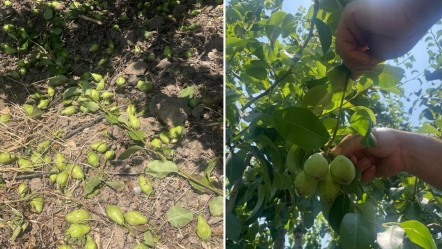 Hasat öncesi kritik çalışma! Tonlarca armut ve şeftaliyi koparıp yere atıyorlar, işte nedeni - Ekonomi
