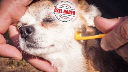 1 köpek onlarcasını taşıyabiliyor! Kuduz çözülmeden şimdi de kene alarmı - Gündem