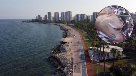 Akdeniz sahillerinde 'tarihte görülmemiş' olay! 8'i de aynı anda ortaya çıktı: "Düşmanlarımız girsin" - Yaşam