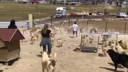 Van'dan korkunç görüntüler geldi! Personel yetmedi, onlarca köpek birbirine saldırdı - dunya