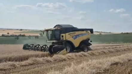 Edirne'de hasat başladı! Dönüm başına 500 kilo ürün alınacak - Ekonomi
