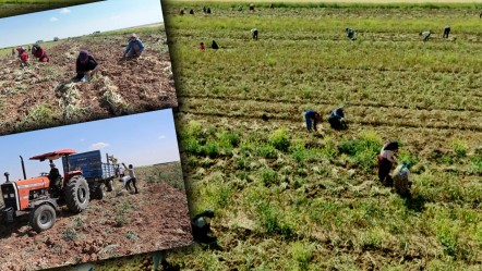 Hasat başladı! Antibiyotik yapımında kullanılıyor, Rusya, İspanya ve Almanya'ya gönderilecek - Ekonomi