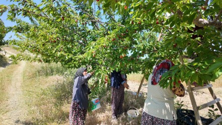 Hasat başladı! İç piyasaya kilosu 150 liradan, yurt dışına 300 liradan satılıyor - Ekonomi