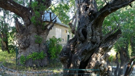 Malatya'daki "ant ağaç" 800 yıldır ayakta! "Geçmişimizin tanığı" - Yaşam