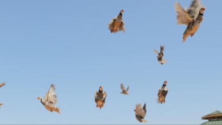 Ölümcül kenenin celladı! Binlercesi doğaya salındı - Gündem