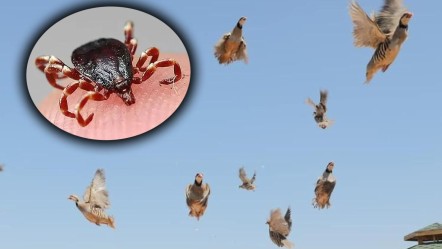 Ölümcül kenenin celladı! Binlercesi doğaya salındı - Gündem