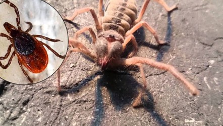 Kene endişesi artarken bir zehirli tür daha ortaya çıktı! Uzunluğu 13 santimetreye ulaşıyor, insanlar için 'çok tehlikeli' - Yaşam
